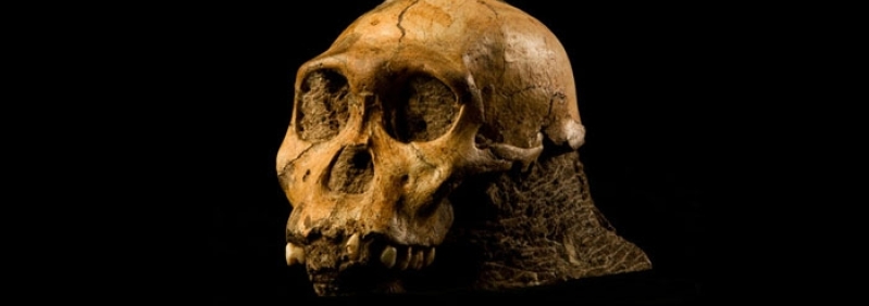 australopithecus-sediba.jpg