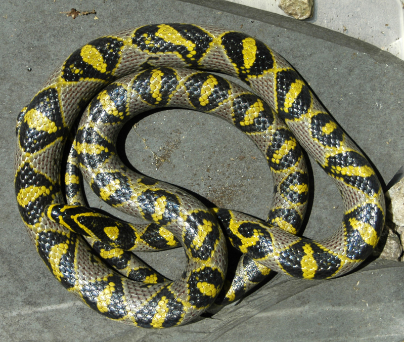 Mandarin Ratsnake