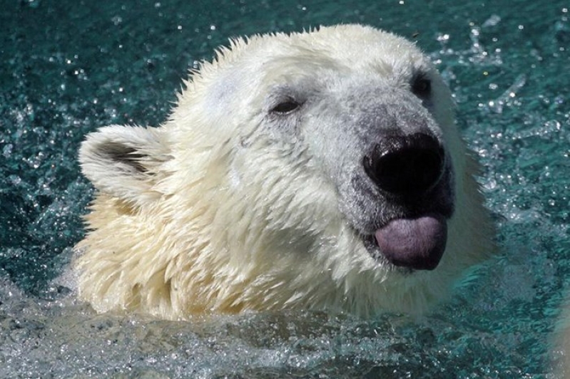 Chicago polar bear 