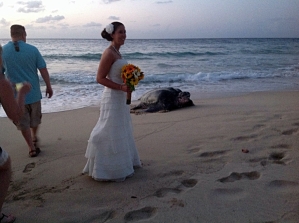 Giant Leatherback Sea Turtle Crashes Wedding