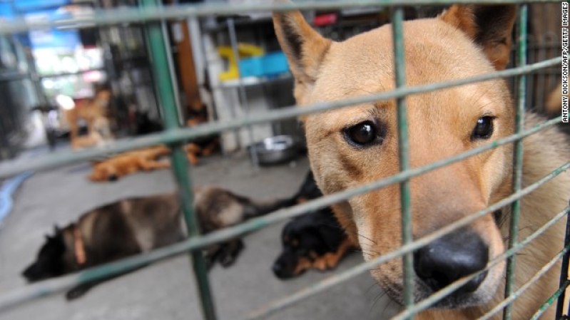 A rescued dog waits to be adopted in Hong Kong.