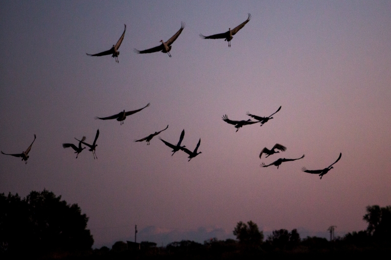 Sandhill cranes