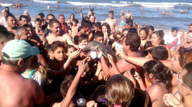 Baby Dolphin killed by Selfies.