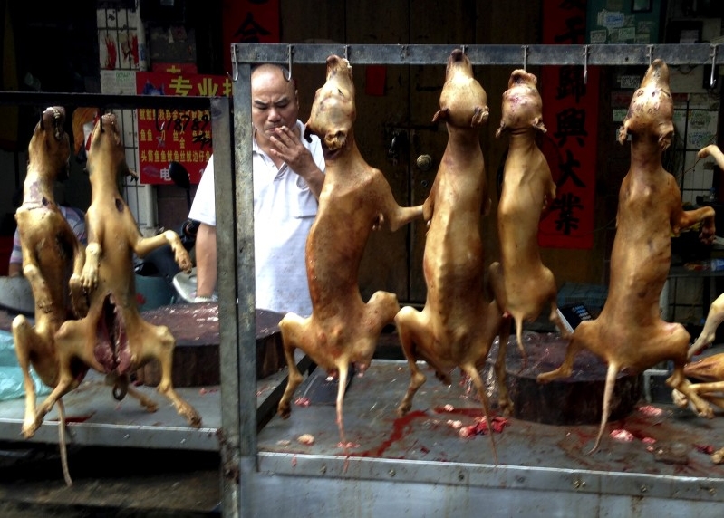 Yulin Dog Meat Festival