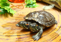 購物商場雙頭龜蛇動物展 取代萬聖節佈置