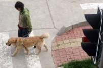 呂sir：親親導盲犬