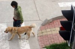 呂sir:親親導盲犬
