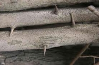 林豪恩：一根刺的恩典