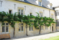 法國現世界倖存最古老釀聖酒的白葡萄藤