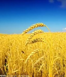 張闊先生 – 金色的麥穗是下垂的 (腓力比書2：5-11)