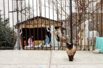 紐約溫馨小景:聖誕馬糟上的流浪貓