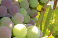 溫偉耀博士:勿做羊皮信徒 要結真果子