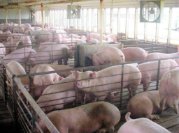 非洲豬瘟襲台灣 管理牲畜人類有責