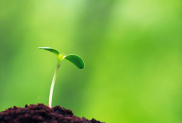 耶穌死亡預兆 牧者證麥子腐爛才長生命