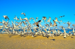 化學家顛覆聖經動物觀：挪亞派烏鴉尋找陸地