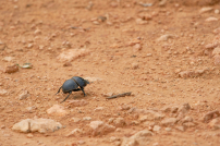 垃圾變資源 張麗萍：不支持極端環保 大自然動態平衡