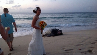 Unexpected Guest Crashes Beach Wedding, Turns Out to be a Giant Leatherback Sea Turtle