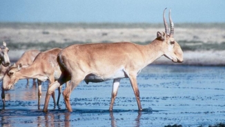 120,000 Endangered Saiga Antelopes Mysteriously Die off in Kazakhstan; Bacterial Infection Blamed 