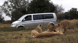 Lion Kills American Woman Tourist Taking Pictures in South Africa's Lion Park