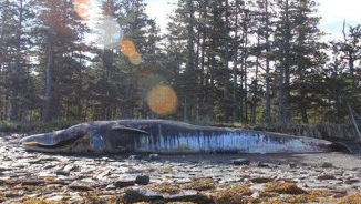 Dozen Whales Washing Up on Alaska’s Shores Prompts Investigation; Is Radiation from Fukushima the Cause?