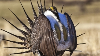 Greater Sage Grouse Denied U.S. Endangered Species Act Protection