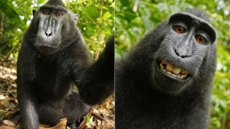 Monkey Who took Grinning 'Selfie' Should Own Copyright: U.S. Lawsuit