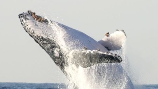 Five Britons Killed After Canadian Whale-Watching Boat Sinks in Pacific Ocean