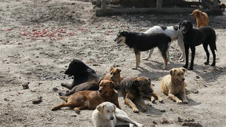 Israeli Minister Proposes Deporting Stray Dogs, Cats to Another Country As Alternative to Sterilization 