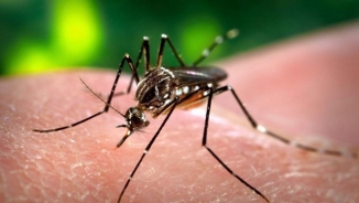 Genetically Engineered Mosquitoes 'Mutants' Could help Decrease 600,000 Malaria-Related Deaths Every Year