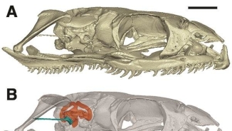 Scientists Found How Snakes Lost their Legs; New Findings Debunk Previous Studies