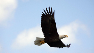 13 Bald Eagles Found Dead At Maryland Farm, Deaths Likely Caused By Poisoning According to Authorities