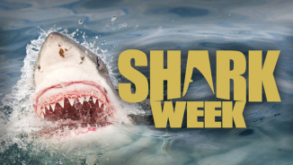 Discovery Channel’s Shark Week 2016 Schedule, Start Time, and Shows To Expect