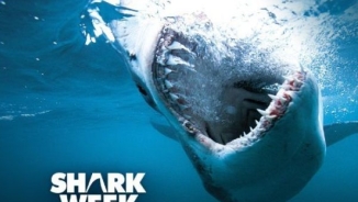 ‘Shark Week 2016’ on the Discovery Channel: TV Schedule, Start Times, Shows, How to Livestream or Watch Online