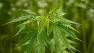 Japan Party Backs Use of Medical Marijuana, Gets Mixed Reaction