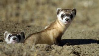 Drone-Delivered M&Ms Used to Vaccinate Endangered Ferrets 