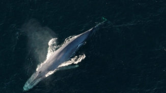 Whales Win Court Battle Against Navy’s Whale-Hurting Sonar 