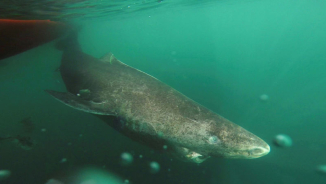 Greenland Sharks Named as Longest-Living Vertebrate; Some are Even Older Than George Washington!