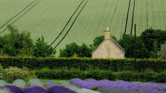 For a Love of Lavender: Alleged Benefits of Ingestion and Aromatherapy Include Potential Neurological Treatment