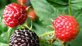 Red Raspberry Leaf Lauded as Potential Fertility Aid