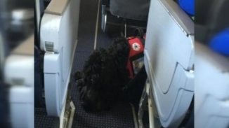 American Airlines Apologizes after Kicking out a Family with Service Dog 'Too Large'