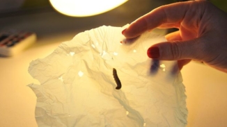 Caterpillar Eats Plastic, Useful In Fight Against Waste Pollution