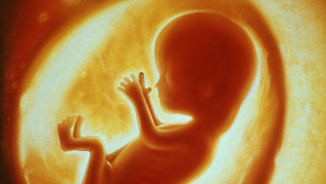 Pro-Life or Anti-Abortion: What's the Difference?