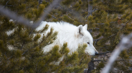 Illegal Shooting of Rare White Wolf in Yellowstone National Park Causes Public Uproar; Reward for Information Rises to $10,000