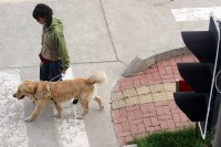 呂sir：親親導盲犬